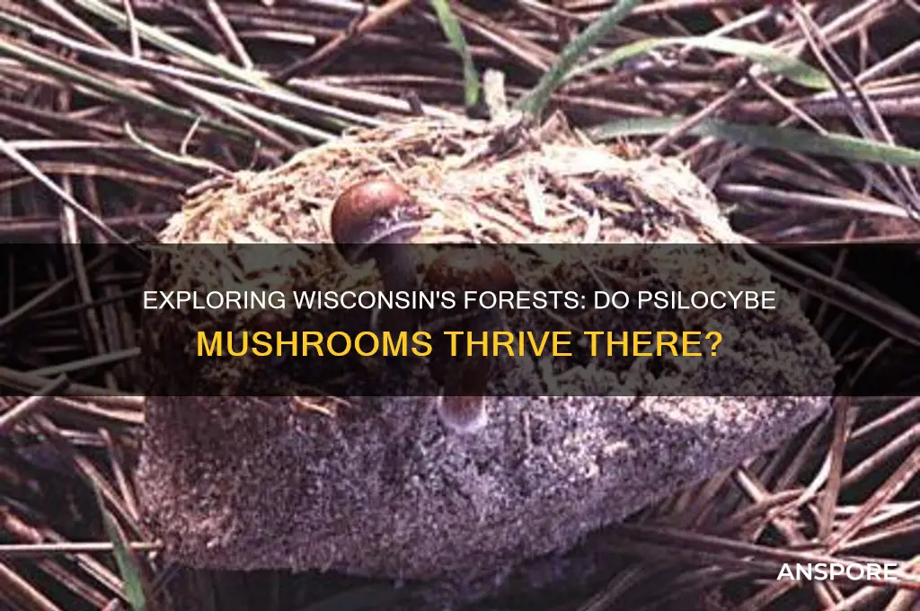 do psilocybe mushrooms grow in wisconsin