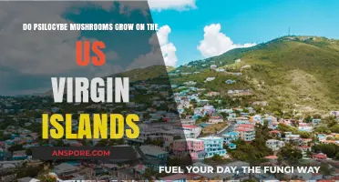 Exploring Psilocybe Mushrooms: Do They Grow in the US Virgin Islands?