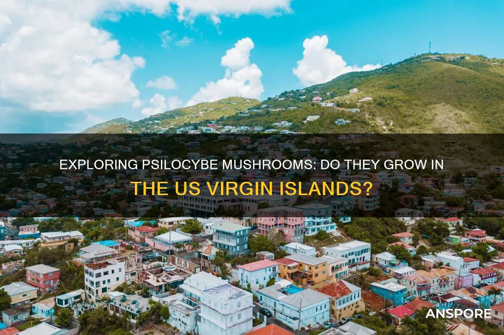 do psilocybe mushrooms grow on the us virgin islands