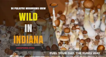 Exploring Indiana's Forests: Do Psilocybe Mushrooms Grow Wild Here?
