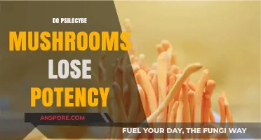 Psilocybe Mushrooms: Does Their Potency Fade Over Time?