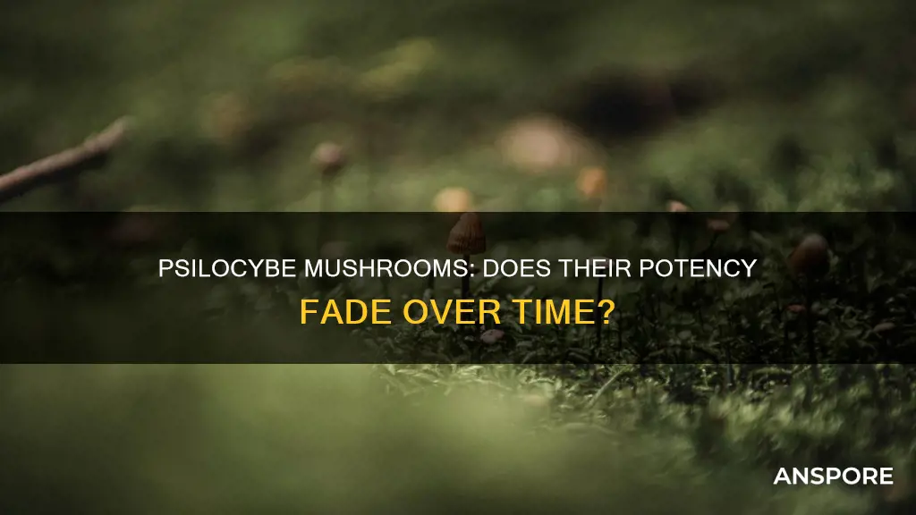 do psilocybe mushrooms lose potency
