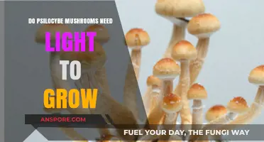Do Psilocybe Mushrooms Need Light to Grow? The Truth Revealed