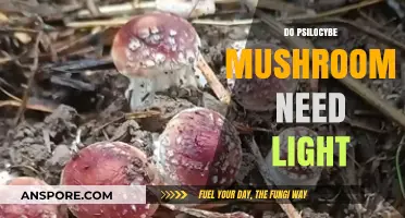 Mushroom Cultivation: Light Requirements for Psilocybe Species