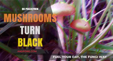 Magic Mushrooms: Do They Turn Black?