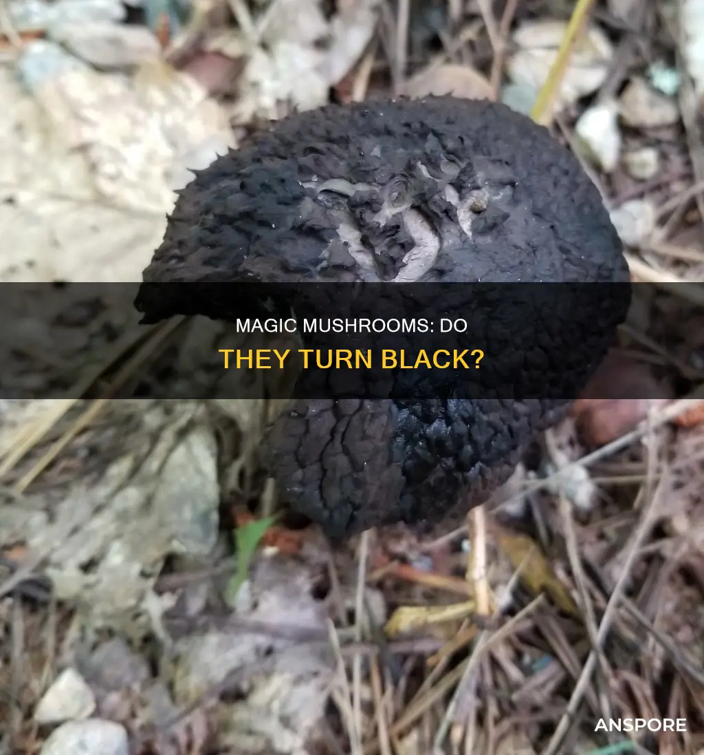 do psilocyben mushrooms turn black
