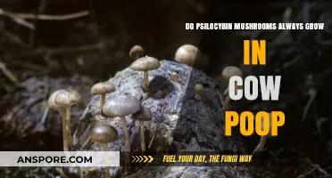 Do Psilocybin Mushrooms Always Grow in Cow Poop? The Truth