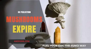 Psilocybin Mushrooms: Do They Expire or Not?