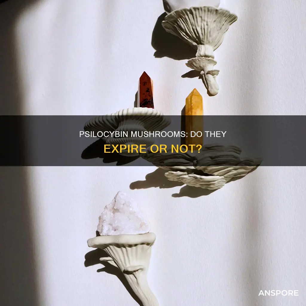 do psilocybin mushrooms expire