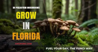 Exploring Florida's Forests: Do Psilocybin Mushrooms Grow Here?