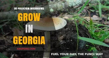 Exploring Psilocybin Mushrooms: Do They Grow in Georgia's Forests?