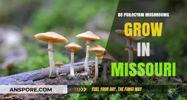 Psilocybin Mushrooms in Missouri: Where and How They Grow