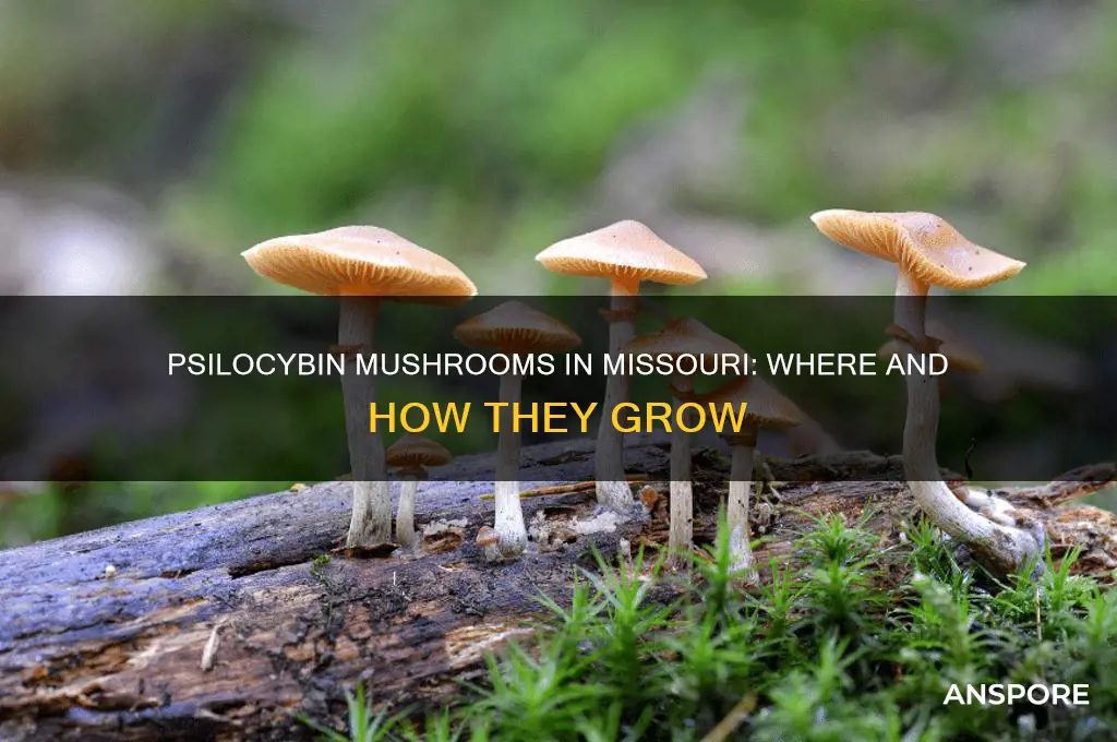 do psilocybin mushrooms grow in missouri