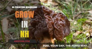 Exploring Psilocybin Mushrooms: Do They Naturally Grow in New Hampshire?