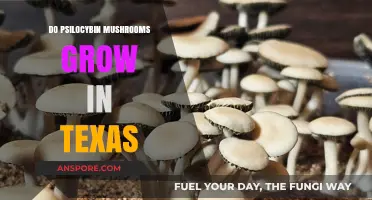 Psilocybin Mushrooms in Texas: Where and How They Grow