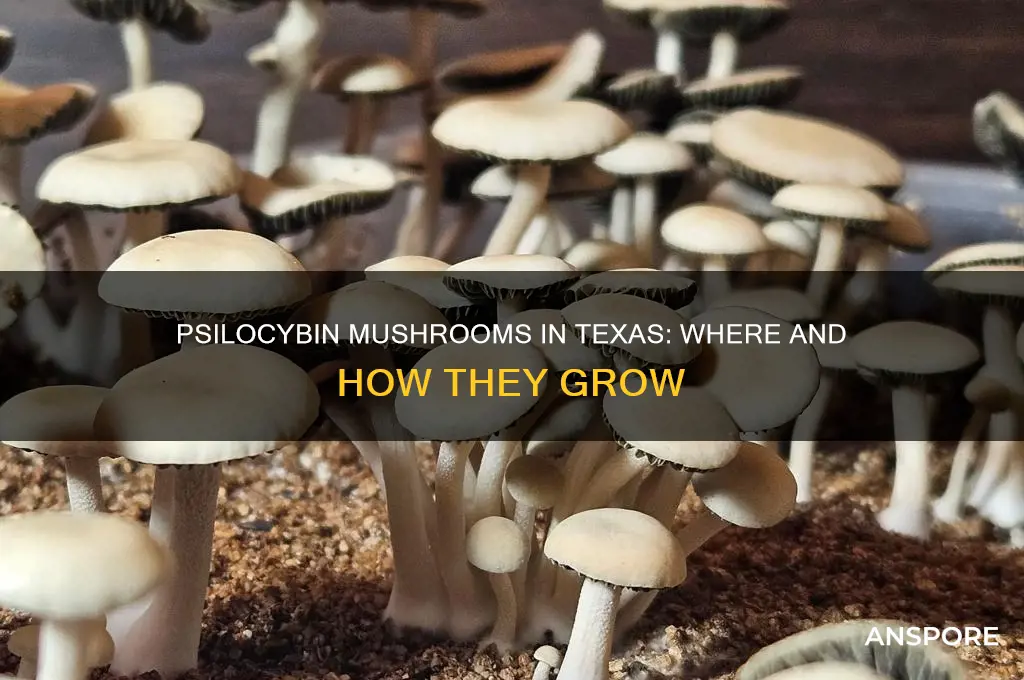 do psilocybin mushrooms grow in texas