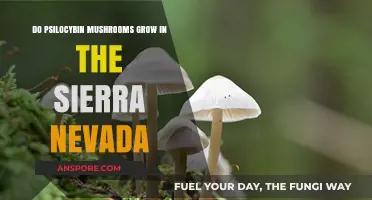 Exploring the Sierra Nevada: Do Psilocybin Mushrooms Thrive There?