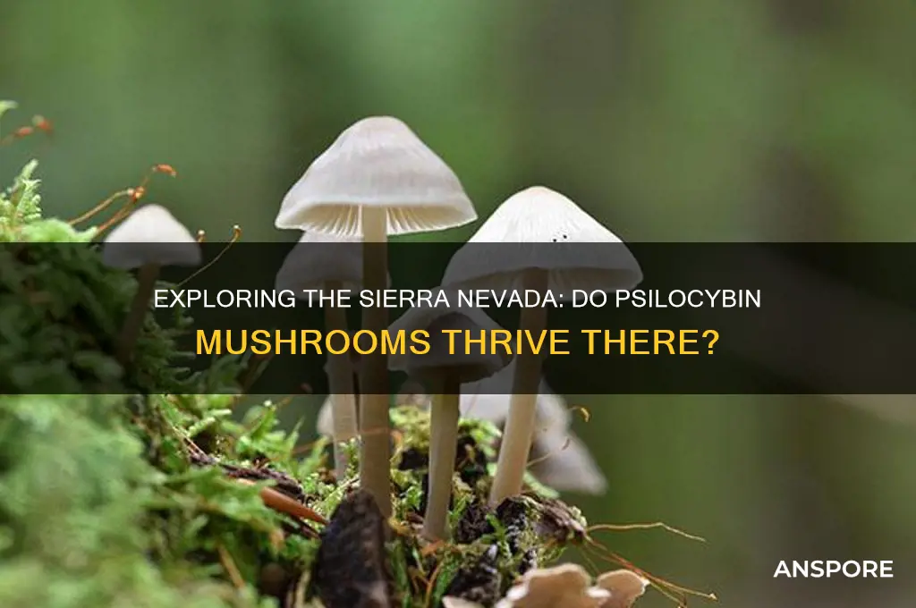 do psilocybin mushrooms grow in the sierra nevada
