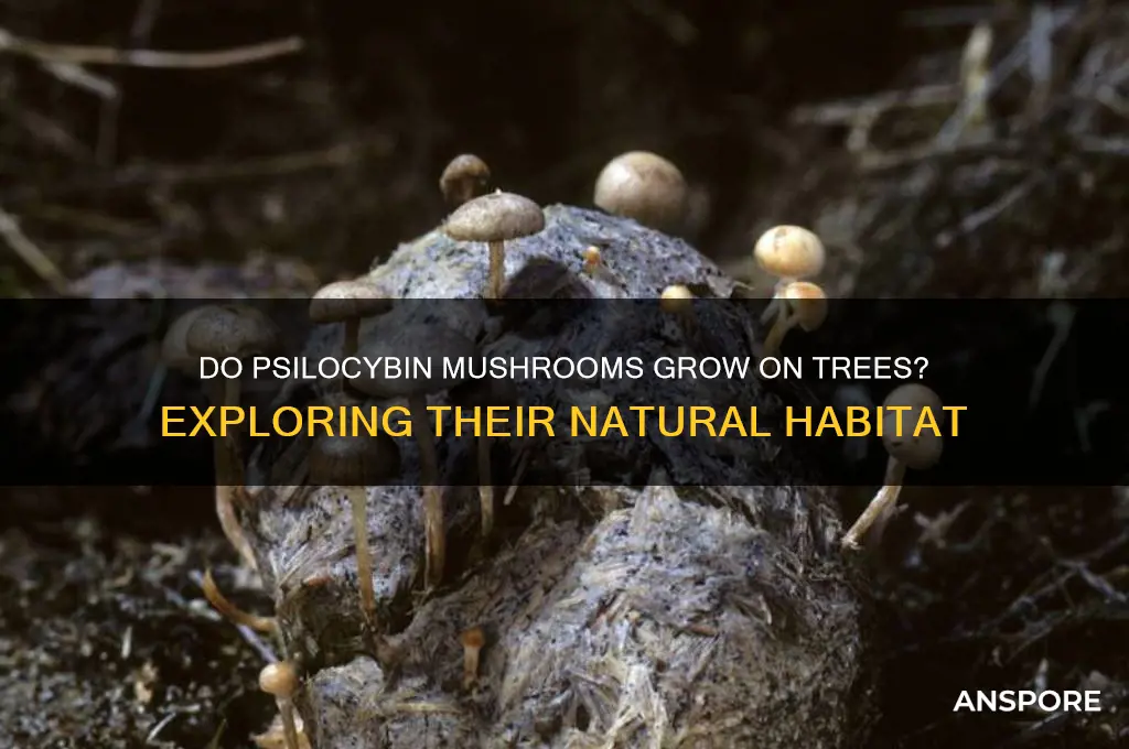 do psilocybin mushrooms grow on trees