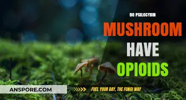 Psilocybin Mushrooms and Opioids: What's the Connection?