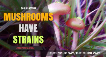 Explore Psilocybin Mushroom Strains and Their Unique Effects