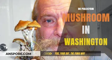 Washington's Psilocybin Mushroom Revolution