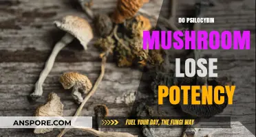 How to Keep Magic Mushrooms Fresh and Potent