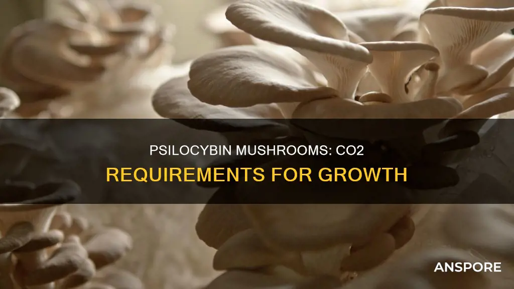 do psilocybin mushrooms need co2