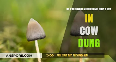 Psilocybin Mushrooms: Beyond Cow Dung – Where Do They Truly Grow?