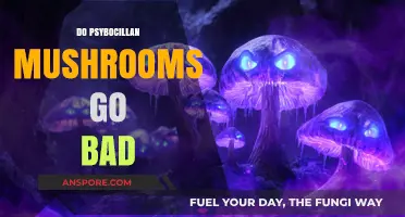 Do Psilocybin Mushrooms Expire? Shelf Life and Storage Tips