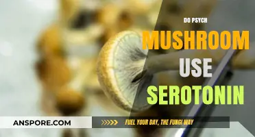 Do Magic Mushrooms Utilize Serotonin for Psychedelic Effects?