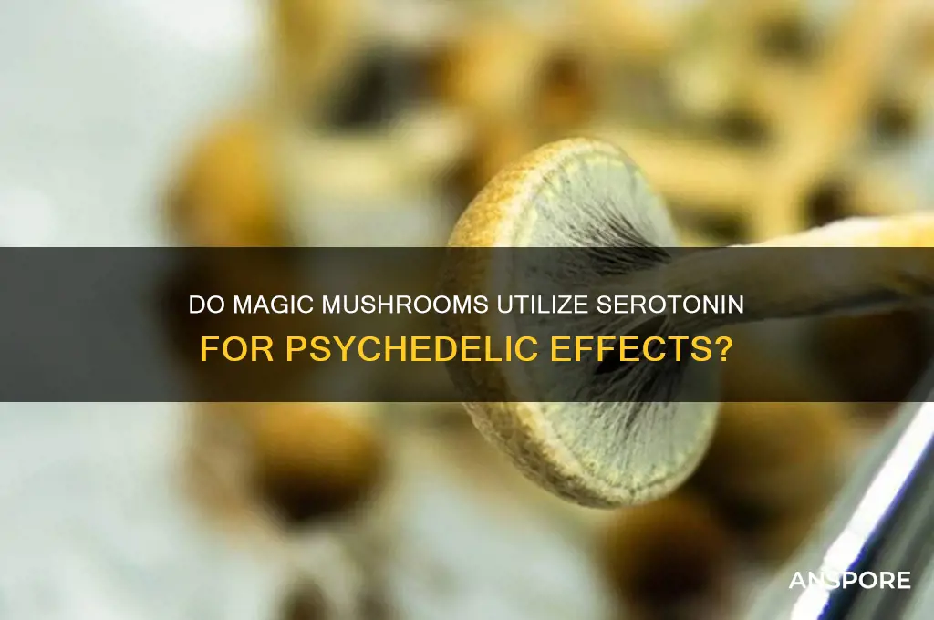 do psych mushrooms use serotonin