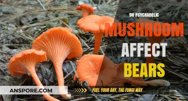 Magic Mushrooms: Do They Affect Bears?