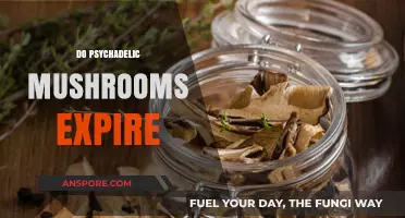 Do Magic Mushrooms Expire? Understanding Psychedelic Shelf Life