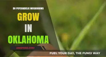Exploring Oklahoma's Forests: Do Psychedelic Mushrooms Thrive Here?
