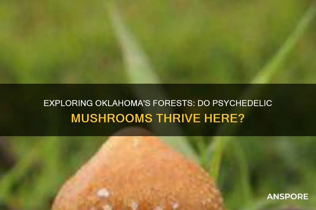 do psychadelic mushrooms grow in oklahoma