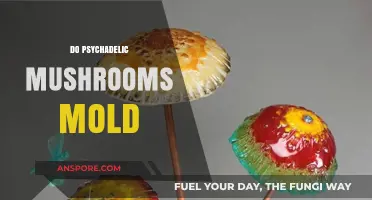 Magic Mushrooms: Can They Mold?