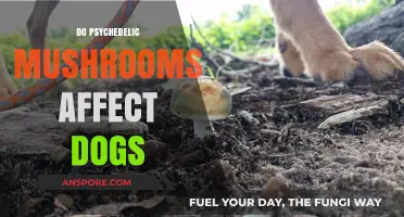 Psychedelic Mushrooms: Are They Harmful to Dogs?