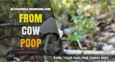 Magic Mushrooms: From Cow Poop to Trippy Treats