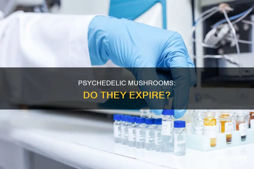 do psychedelic mushrooms expire