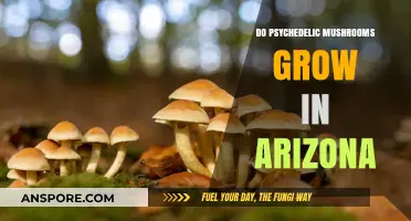 Psychedelic Mushrooms in Arizona: Where and How They Grow
