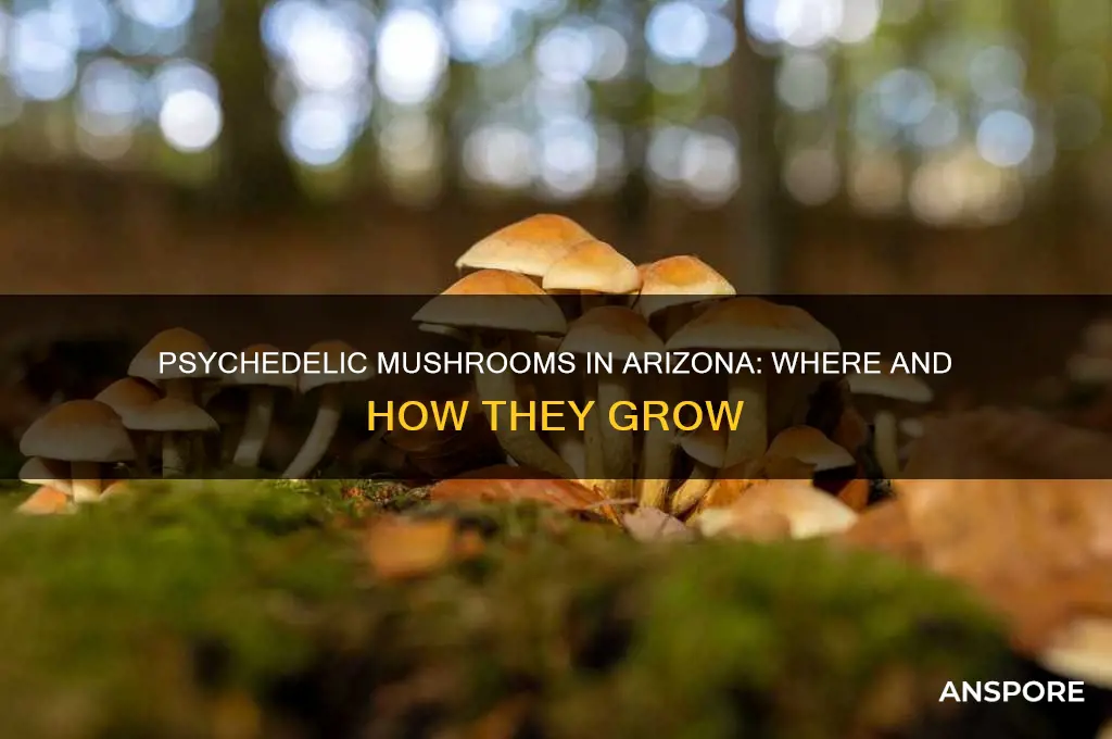 do psychedelic mushrooms grow in arizona