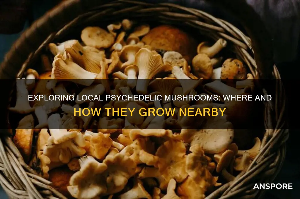 do psychedelic mushrooms grow in around me