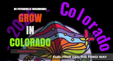 Psychedelic Mushrooms in Colorado: Where and How They Thrive