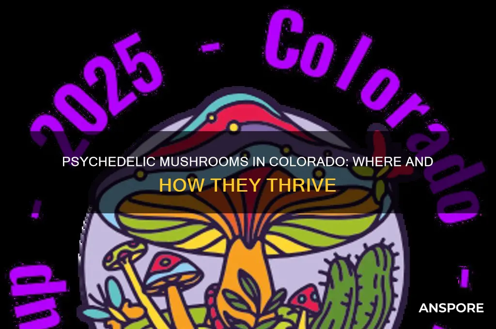 do psychedelic mushrooms grow in colorado