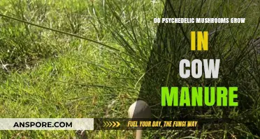 Can Psychedelic Mushrooms Thrive in Cow Manure? Exploring the Possibility