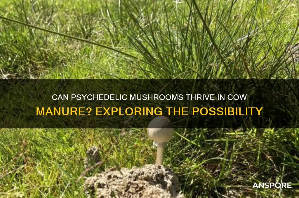 do psychedelic mushrooms grow in cow manure
