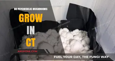 Exploring Connecticut's Forests: Do Psychedelic Mushrooms Thrive Here?