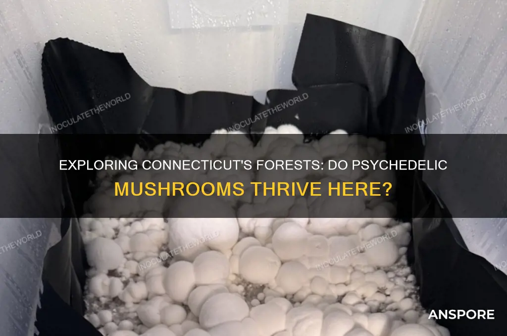 do psychedelic mushrooms grow in ct
