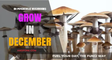 Can Psychedelic Mushrooms Thrive in December's Cold Climate?